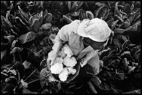 food-justice food-justice